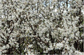 Blackthorn Tree - 3 Unrooted Cuttings - Rooting/Grafting - Prunus spinosa - Hardy Shrub for Hedges and Wildlife Gardens