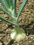 Spanish White Onion Seeds, Heirloom, 100 Non-GMO Sweet Seeds, Allium cepa
