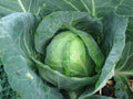 Golden Acre Cabbage Seeds - Fresh Cabbage Seed for Home Gardening - Brassica oleracea