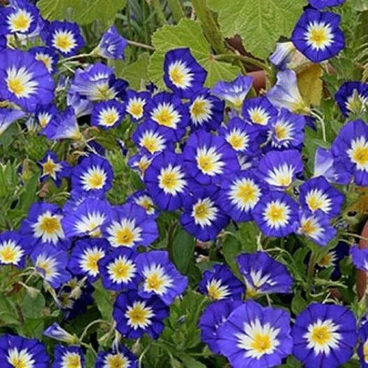 Dwarf Royal Ensign Morning Glory Seeds - Heirloom Blue Flowers, Non-GMO, 50 Seeds - Perfect for Gardens and Containers