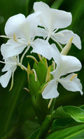 Fragrant White Butterfly Ginger Lily Plant - Fully Rooted Hedychium Coronarium - USA Grown
