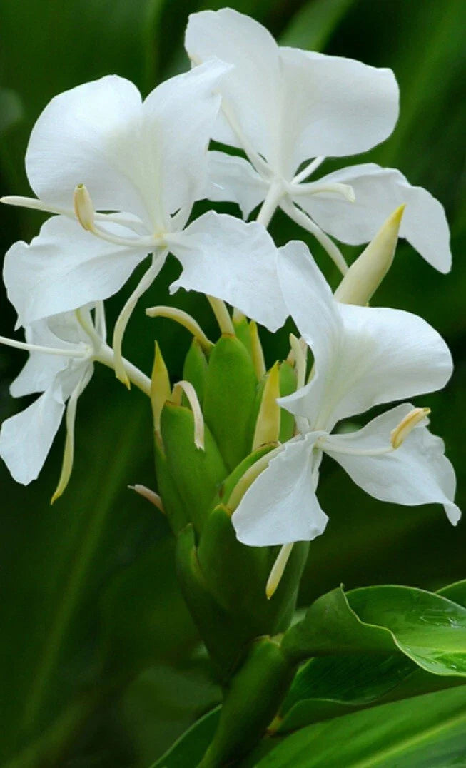 Fragrant White Butterfly Ginger Lily Plant - Fully Rooted Hedychium Coronarium - USA Grown