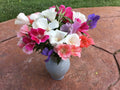 Clarkia Farewell to Spring Mix Seeds - 100 Count - Godetia - Colorful Wildflower Blend for Gardens