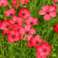 Scarlet Flax Wildflower Seeds - 1/4 Lb Mylar Seed Packet - Linum rubrum - Everwilde Farms