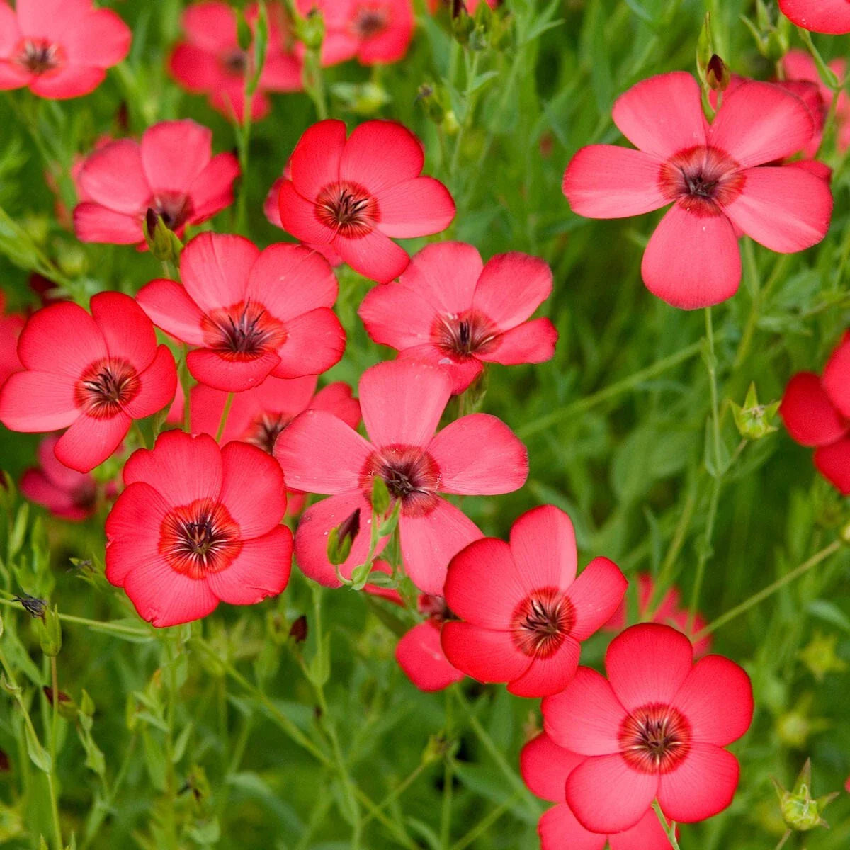 Scarlet Flax Wildflower Seeds - 1/4 Lb Mylar Seed Packet - Linum rubrum - Everwilde Farms