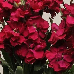 Stock Seeds - Katz Ruby - 500 Seeds - Delphinium ajacis Variety for Vibrant Garden Blooms
