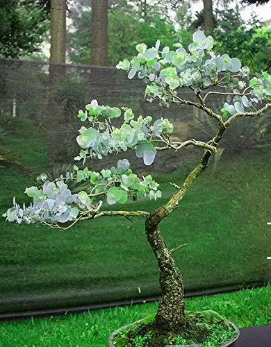 Silver Drop Eucalyptus Bonsai Tree Seeds - 25+ Pack - Made in USA, Eucalyptus cinerea - Ships from Iowa