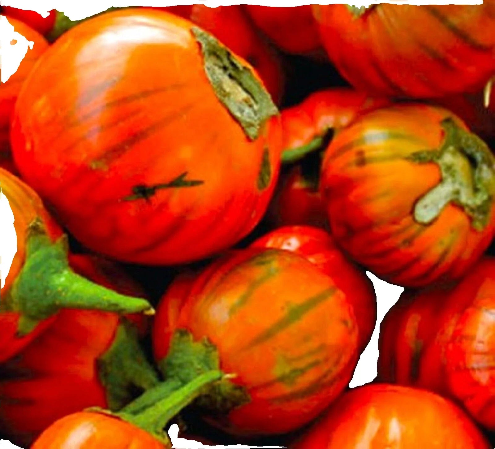 Turkish Orange Eggplant Seeds - 20 Non-GMO Seeds - Solanum melongena - Heirloom Vegetable Garden Seeds