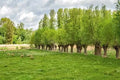 Forage Willow Plants - Fast Growing Shade Provider for Horses & Goats - Salix spp.