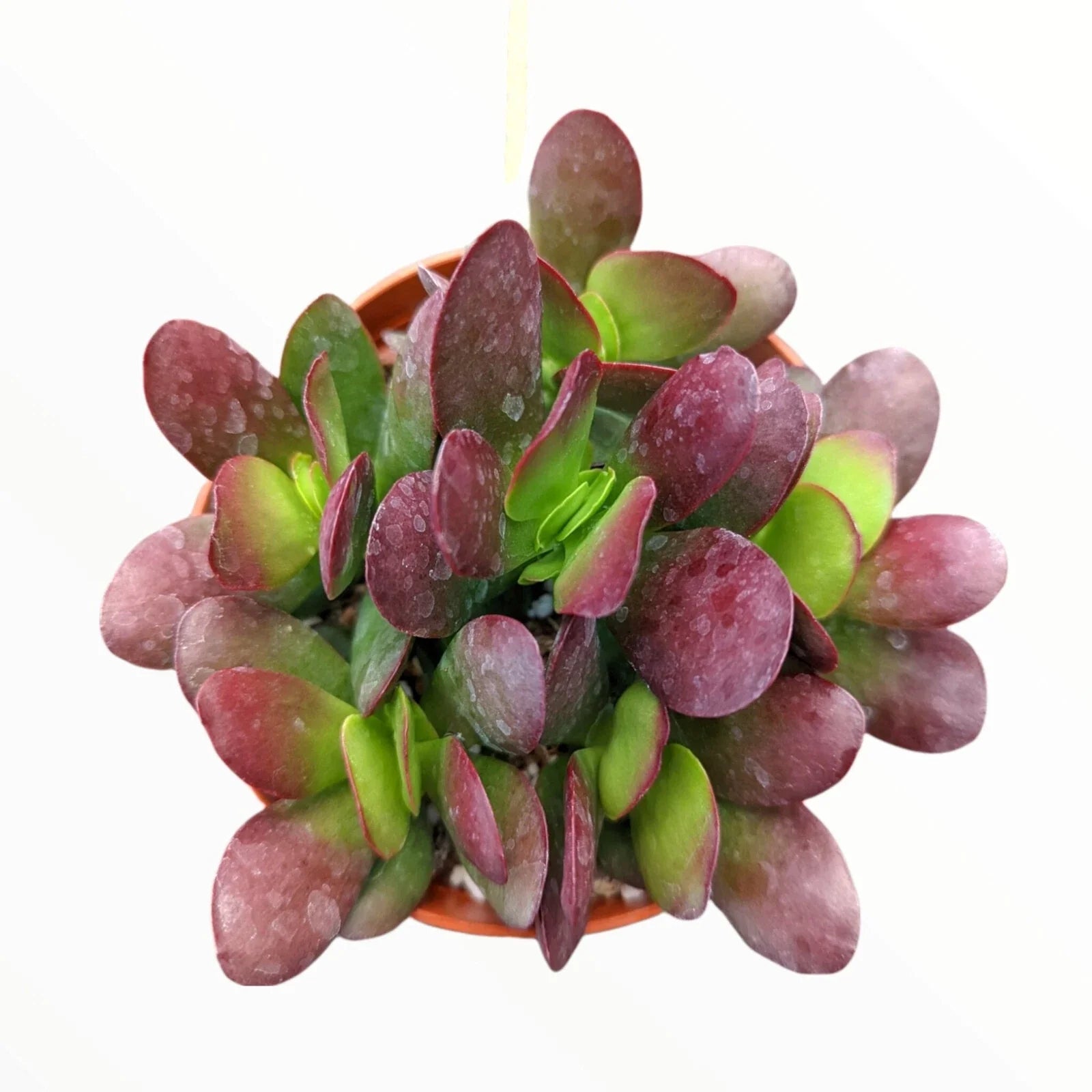 Crassula Clavata Succulent 4" Bare Root Plant, Deep Red Live Plant, Perfect for Indoor Gardening and Decor