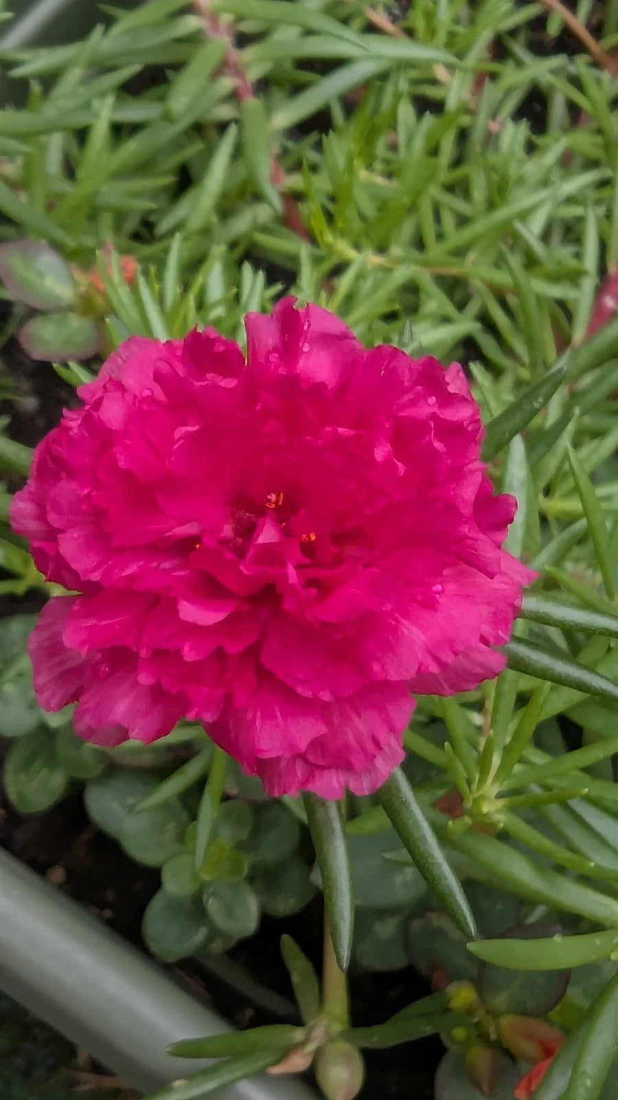Hot Pink Double Bloom Cuttings - Unrooted Portulaca Moss Rose - 10 Pieces - Ideal for Gardens and Pots