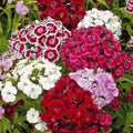 Sweet William Seeds - 200+ Count - Mixed Colors - Dianthus - Perennial - Fragrant Garden Flowers