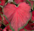 Caladium Bulbs - 6 Pack - Red Ruffles - Perennial Elephant Ears - Tropical Foliage Plant
