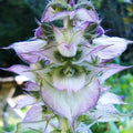 Clary Sage Seeds - 100 Non-GMO Seeds - Bluish White - Salvia sclarea - Perennial Herb for Garden Planting USA