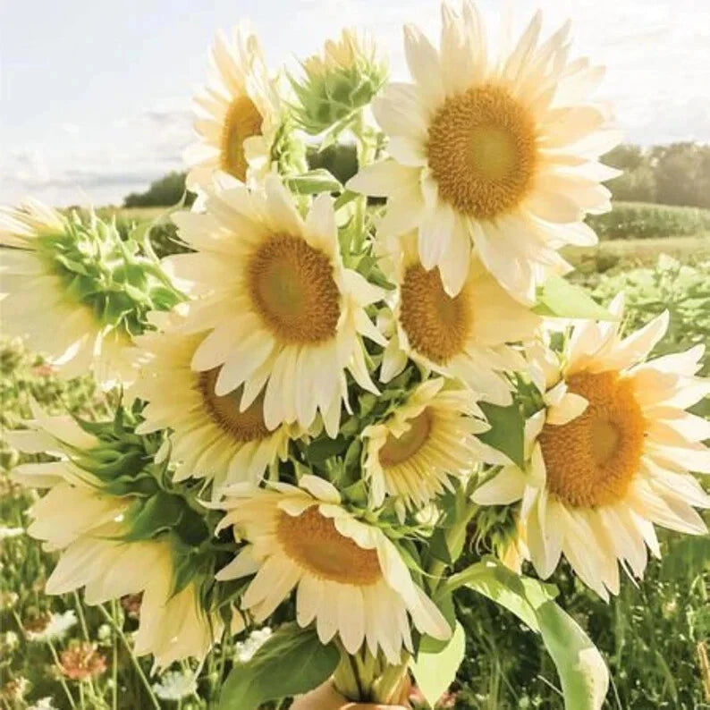 Organic White Lite Sunflower Seeds - 15 Pack - Helianthus annuus - USA Grown, Free Shipping
