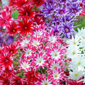 Twinkle Phlox Seeds - 50 Perennial Flower Seeds for Butterflies - Phlox subulata - US Seller