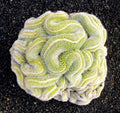 Green Brain Cactus Seeds - 10 Rare Succulent Seeds for Desert Gardening - Echinocactus polycephalus - US Seller