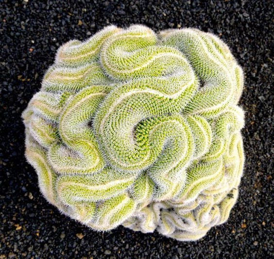 Green Brain Cactus Seeds - 10 Rare Succulent Seeds for Desert Gardening - Echinocactus polycephalus - US Seller
