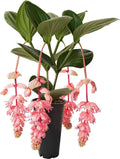 Royal Glow Medinilla Starter Plant - Rare Live Well Rooted Bare Root Plant - Medinilla magnifica