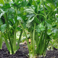 Tall Utah Celery Seeds 52/70, NON-GMO Heirloom Variety, Organic Gardening, Free Shipping