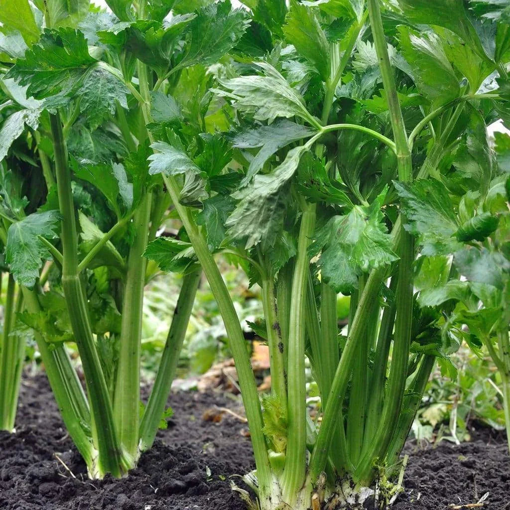 Tall Utah Celery Seeds 52/70, NON-GMO Heirloom Variety, Organic Gardening, Free Shipping