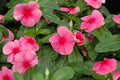 Vinca Seeds 100 Count - Sunstorm Rose with Eye - Catharanthus roseus - Non-GMO Garden Flower Seeds