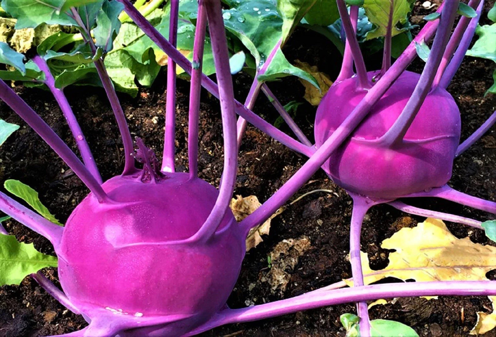 Purple Vienna Kohlrabi Seeds - 500 Non-GMO Seeds - Brassica oleracea Var. Gongylodes