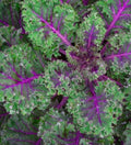 Red Russian Kale Seeds - 3000+ Heirloom Non-GMO Seeds - Brassica napus