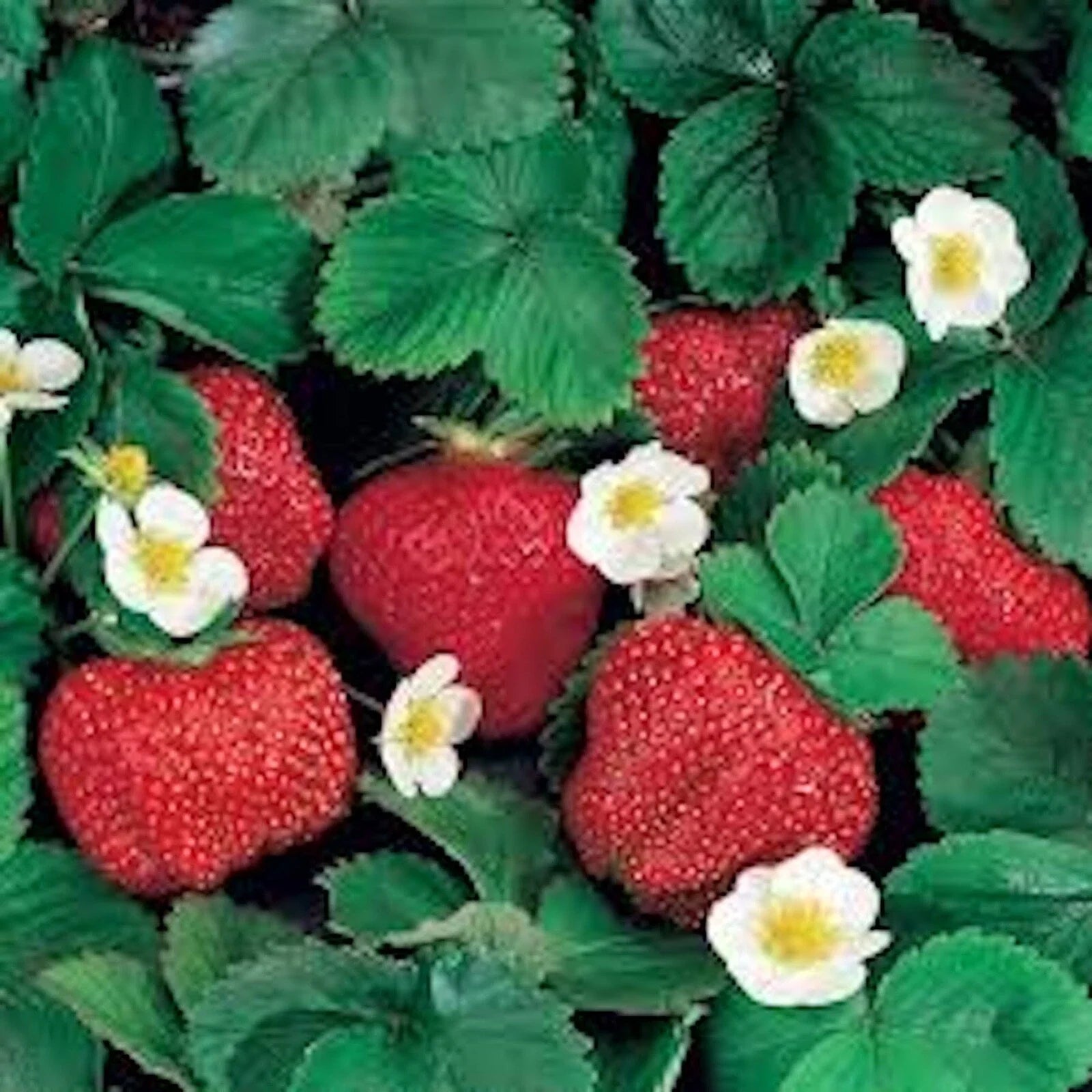 Ozark Beauty Everbearer Strawberry Plant - 10 oz - Perennial Fruit - Fragaria x ananassa - Sweet Red Berries, Full Sun, Hardy Zones 3-8