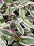 Tradescantia Nanouk Live Houseplant - 2 Rooted Cuttings - Colorful Variegated Foliage - Easy Care Indoor Plant