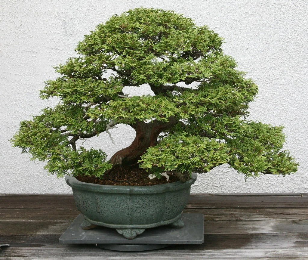 Hinoki Cypress Seeds, 50 Count, Chamaecyparis obtusa, Japanese Ornamental Tree, Evergreen Garden Plant Seeds