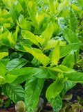 Longevity Spinach Cuttings - 4 Gynura Procumbens Plant Cuttings for Easy Home Gardening