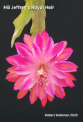 Epiphyllum Cutting - Unrooted 'HB Jeffrey's Royal Heir' - Rare Cactus Variety for Plant Enthusiasts (Epiphyllum)