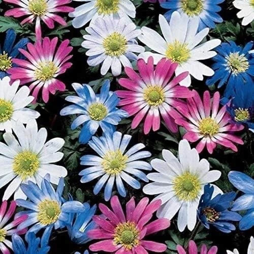 Grecian Windflowers Bulb Mix, 100 Bulbs, Anemone Blanda, Colorful Flowering Bulbs for Spring Garden