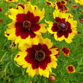 Plains Coreopsis Seeds | 300-6,000 Seeds | Non-GMO Flowering Plant | Coreopsis tinctoria