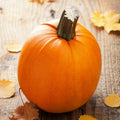 Pumpkin Seeds | Sugar Pumpkin Variety | Perfect for Fall Garden | Cucurbita pepo