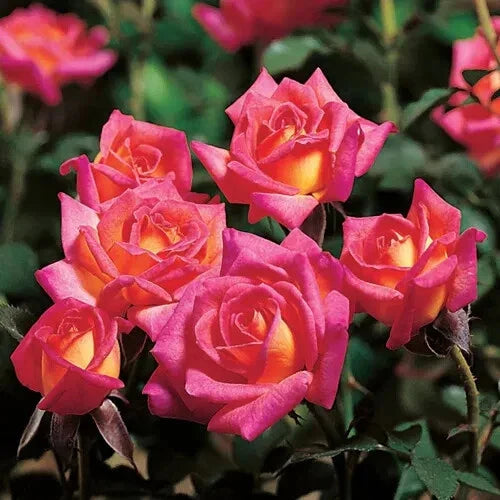 Hot Tamale Miniature Rose Cuttings - 4" Long Fresh Unrooted Stems - Rosa Miniature