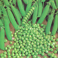 Green Arrow Pea Seeds 25 Ct Heirloom Non-GMO Pod Peas for Vegetable Garden (Pisum sativum)