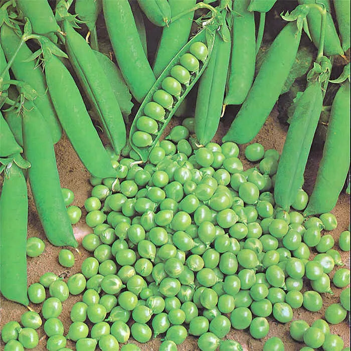 Green Arrow Pea Seeds 25 Ct Heirloom Non-GMO Pod Peas for Vegetable Garden (Pisum sativum)