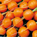 Parisian Carrot Seeds 500+ Non-GMO Vegetable Garden Seeds Daucus carota