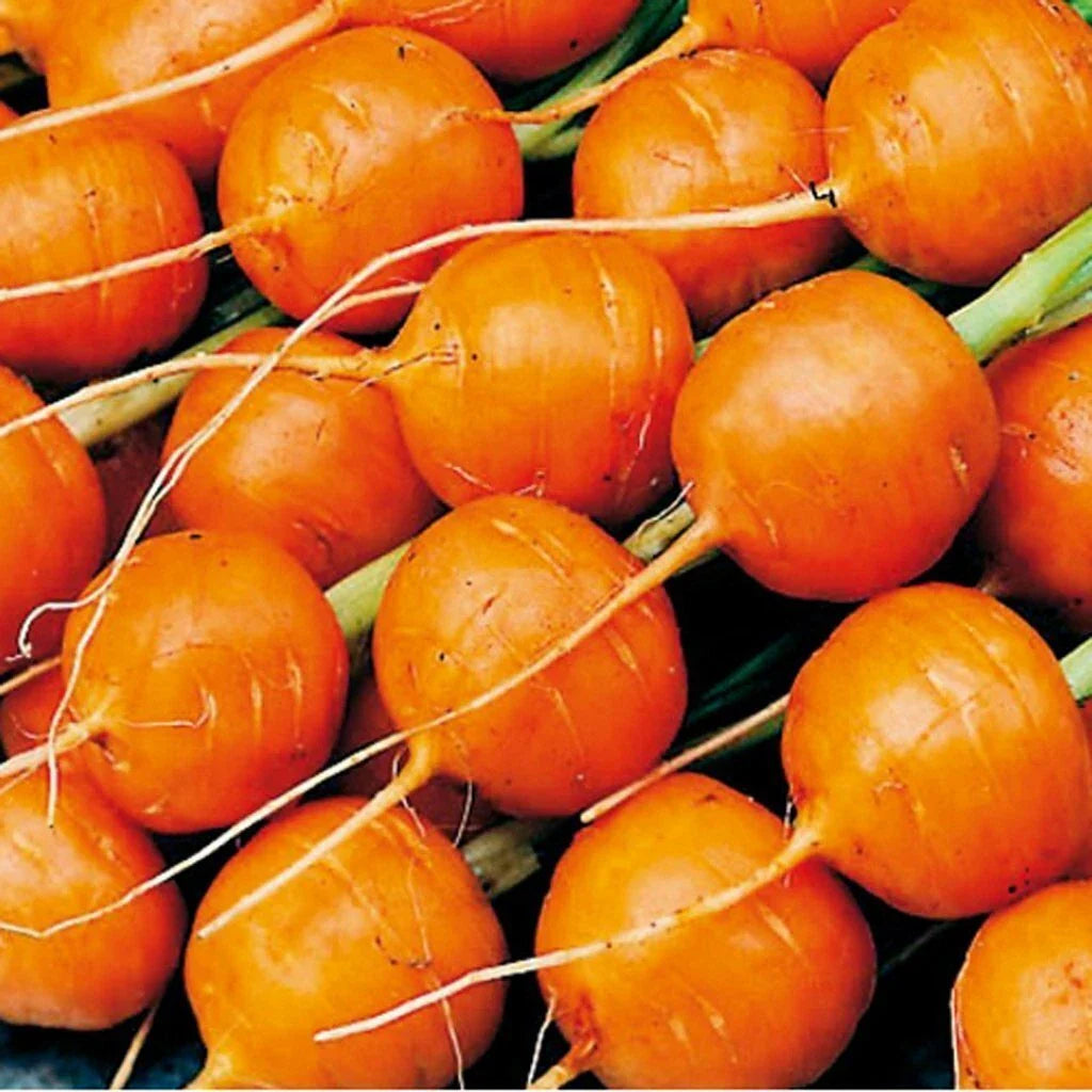 Parisian Carrot Seeds 500+ Non-GMO Vegetable Garden Seeds Daucus carota
