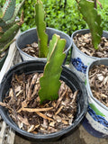 Rooted Red Dragon Fruit Cutting, Dark Pink Skin, Red Flesh, Hylocereus undatus, Ready to Plant