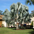Silver Bismarckia Palm Tree Seeds - 5 Pack, Bismarckia Nobilis, Tropical Plant for Landscaping and Gardens