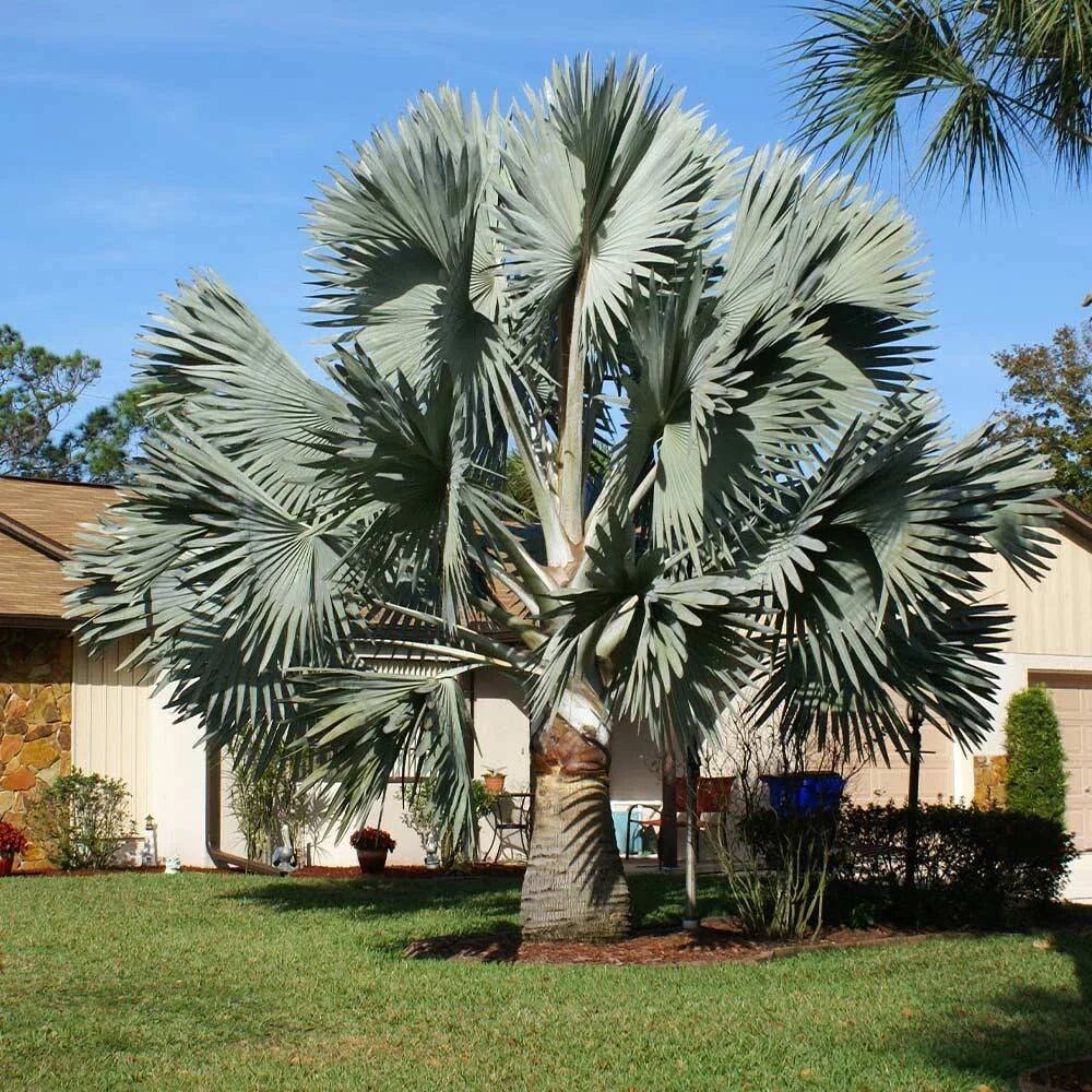 Silver Bismarckia Palm Tree Seeds - 5 Pack, Bismarckia Nobilis, Tropical Plant for Landscaping and Gardens