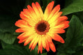 Sunburst Gerbera Daisy Seeds - 200+ Pack - Vibrant Flowers for Garden Planting - Gerbera jamesonii