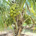 Sprouted Dwarf Green Malayan Coconuts 6–8” – Rare Fresh Certified – Cocos nucifera, Costa Rica