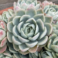 Echeveria Elegans Cutting 1-2" Mexican Snowball Succulent Single Head Plant