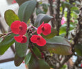 Euphorbia Milii Cutting | Small Red Flower | Crown of Thorns Plant | Rooted Succulent