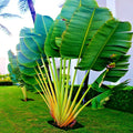Travelers Palm Tree Seeds - Ravenala madagascariensis - Exotic Bird of Paradise Plant Seeds