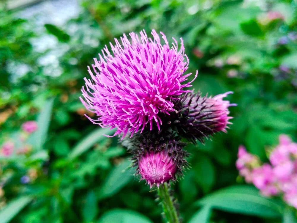 Greater Burdock Root Seeds - 100+ Seeds for Planting - Arctium lappa - Heirloom Medicinal Herb